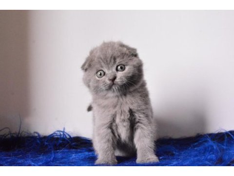 Eşsiz kalitede gri scottish fold shorthair 