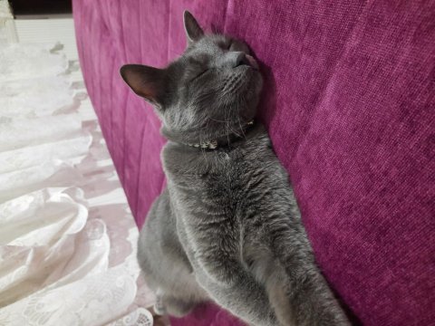 1 yaş, kısır erkek russian blue kedimiz