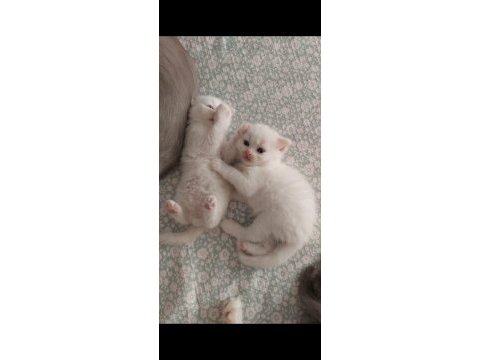 6 scottish fold yavru