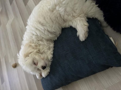 Akıllı kızımızdan ayrılmak zorundayız maltese terrier