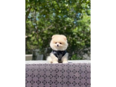 Pomeranian yavrularımız