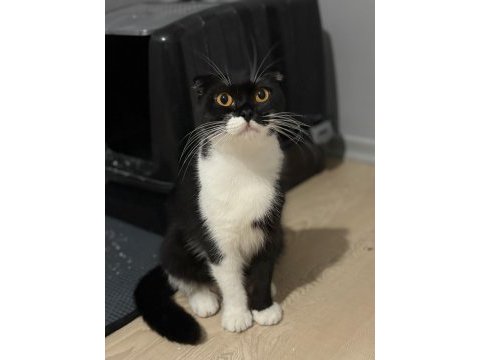 Scottish fold kedimiz ücretsiz