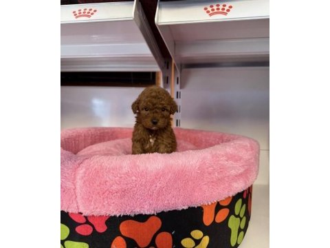 Bebek yüzlü toy poodle yavrularımız