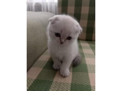 Güzel scottish fold kızım 29 ağustos doğumlu blue point