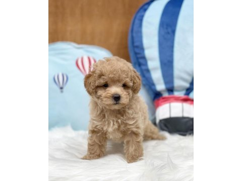 Irk garantili maltipoo yavruları