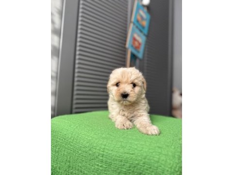 Güzeller güzeli maltipoo