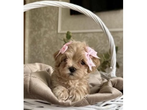 En özel kore maltipoo yavruları