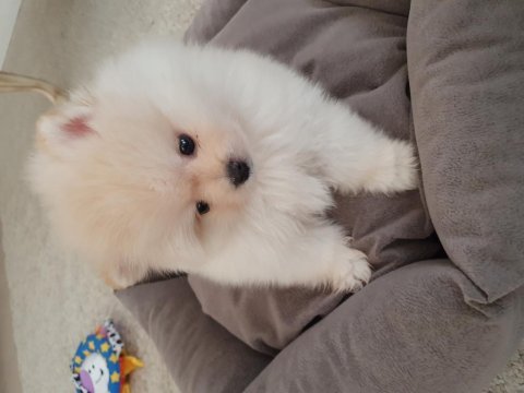 Burbery tarzı pomeranian boo