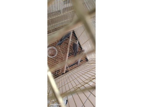3 adet yavru sultan papağanı