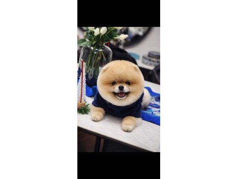Efsane tam ayı surat erkek 14 aylık pomeranian
