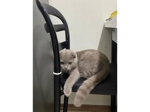 Kedimi çok uyguna veriyorum