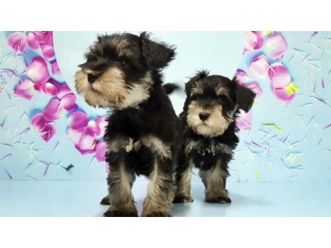 Black silver minyatür schnauzer yavru