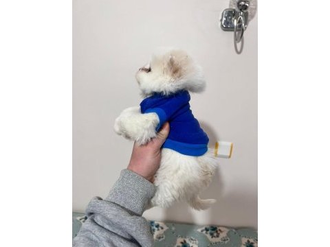 Dişi pomeranian yavrumuz yeni ailesini arıyor