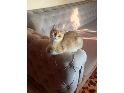 Safkan british shorthair erkek yavru