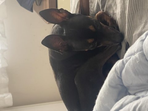 Gözde pinscher köpeğim can dostum ilanda
