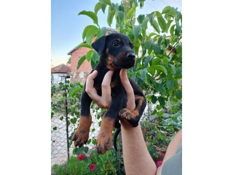 A kalite doberman yavrular