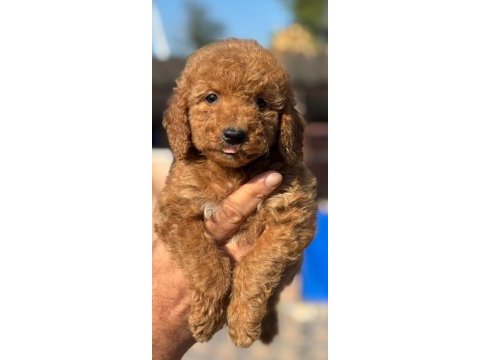 Standart poodle çok şeker yavrularım 