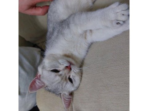 British shorthair erkek