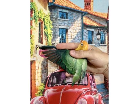 Cennet papağanı yavru (üst mutasyon)