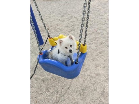 Uyguna verilecek acil pomeranian