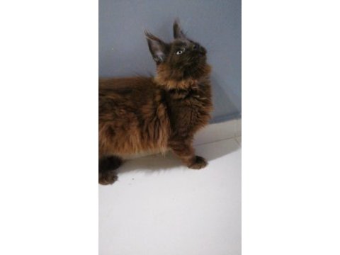 Dev minik maine coon oğlan