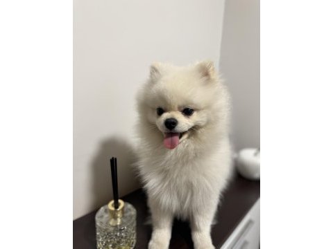 13 aylık pomeranian