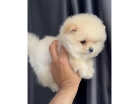 2 aylık erkek pomeranian yavru