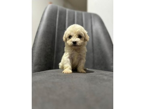 Maltipoo adrese teslim, kapıda ödeme yapabilirsiniz