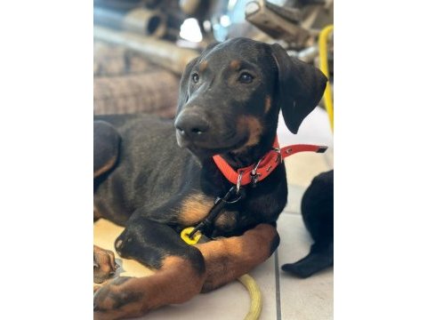 Sahiplendirme doberman