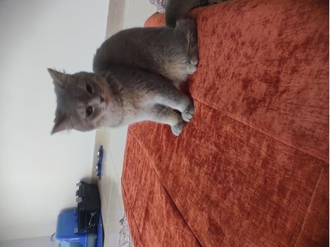 Kedimiz cinstir british shorthair