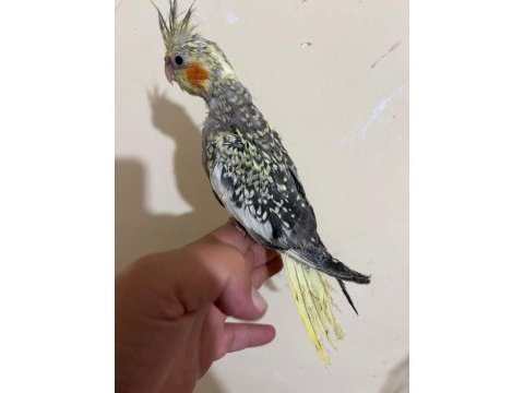 48 günlük full evcil pearl sultan papağanı bebek