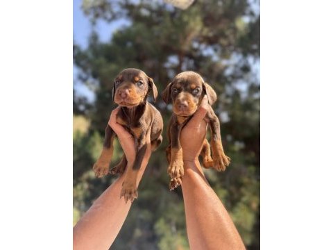 A kalite king doberman yavruları hazır