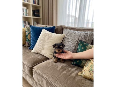 Teacup yorkshire terrier bebeklerimiz