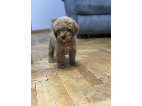 Dev poodle yavruları