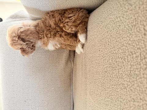 2 aylık maltipoo dişi