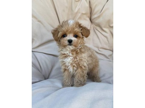 Kore maltipoo yavrular