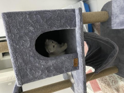 Orjinal anne baba scrli scottish fold silver topaç kafa