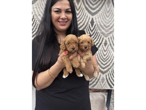 Safkan maltipoo yavrularım