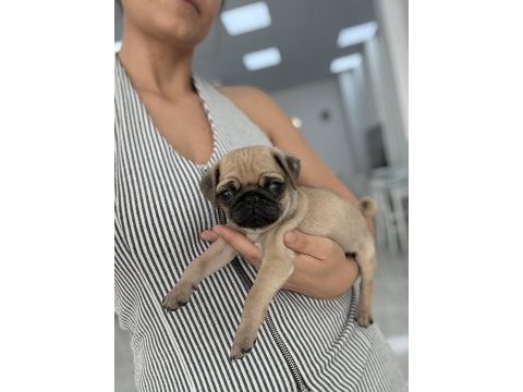 Pug prensesler