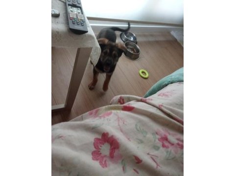 Alman kurdu köpeği