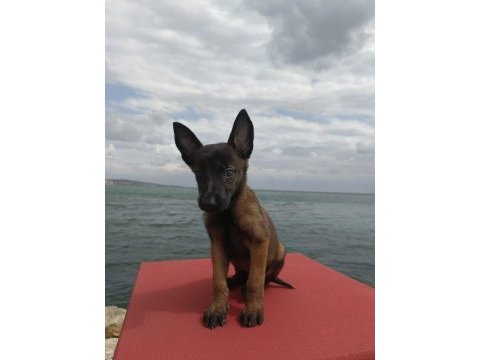 Belçika kurdu yavrular