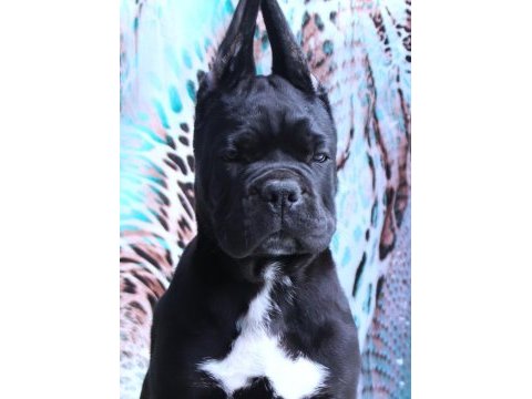 Fcı-kıf secereli safkan cane corso yavrular
