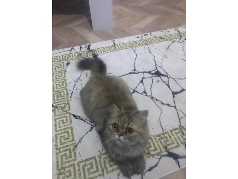 Iran kedisi persian 8 aylık dişi
