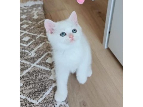 Orjinal safkan british shorthair yavrular
