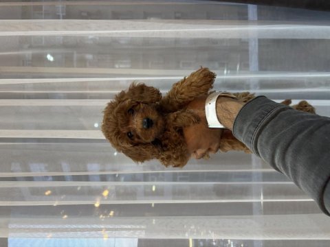Teacup boy red brown poodle bebekleri