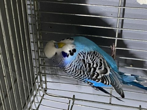 Has jumbo çift a kalite muhabbet kuşları