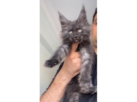 Black smoke xxxl maine coon mükemmel dişi