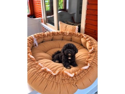 Toypoodle kore kan üst kalite yavrular 