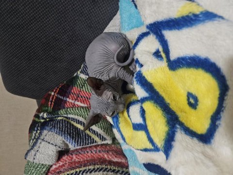 30 mart doğumlu sfenks yavrular
