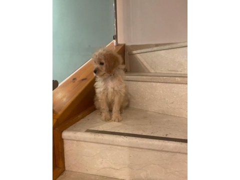 Maltipoo erkek 3 aylık f2